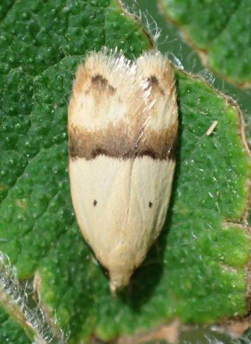 Odites kollarella
